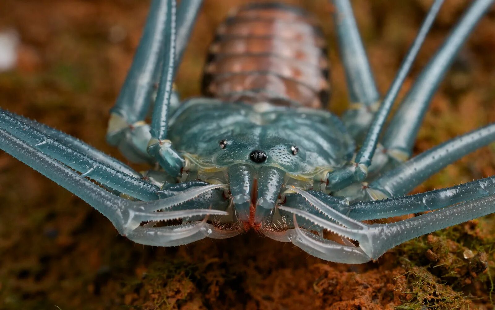 Фин паук. Фин паук. Фрины жгутоногие. Фрин damon variegatus. Жгутоногий паук фрин.