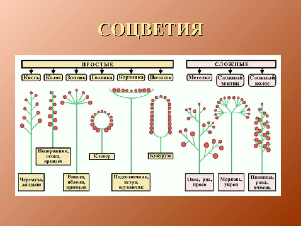 Какой тип соцветия. Соцветия покрытосеменных растений. Схемы типов соцветий покрытосеменных растений. Соцветия покрытосеменных растений таблица. Соцветия 6 класс биология.