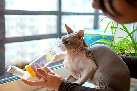 Астма у кошек