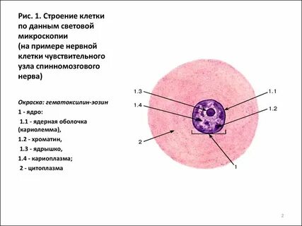 Узел клетки