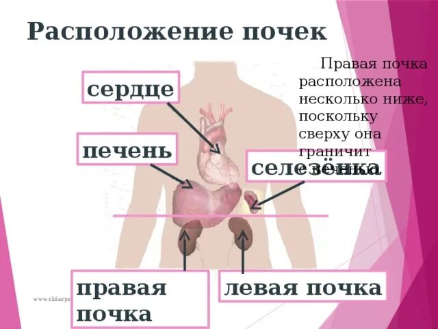 Печень и почки расположение. Почки расположение анатомия печень. Где находятся печень и почки у человека. Расположение органов у человека почки. Анатомия человека сзади почки.