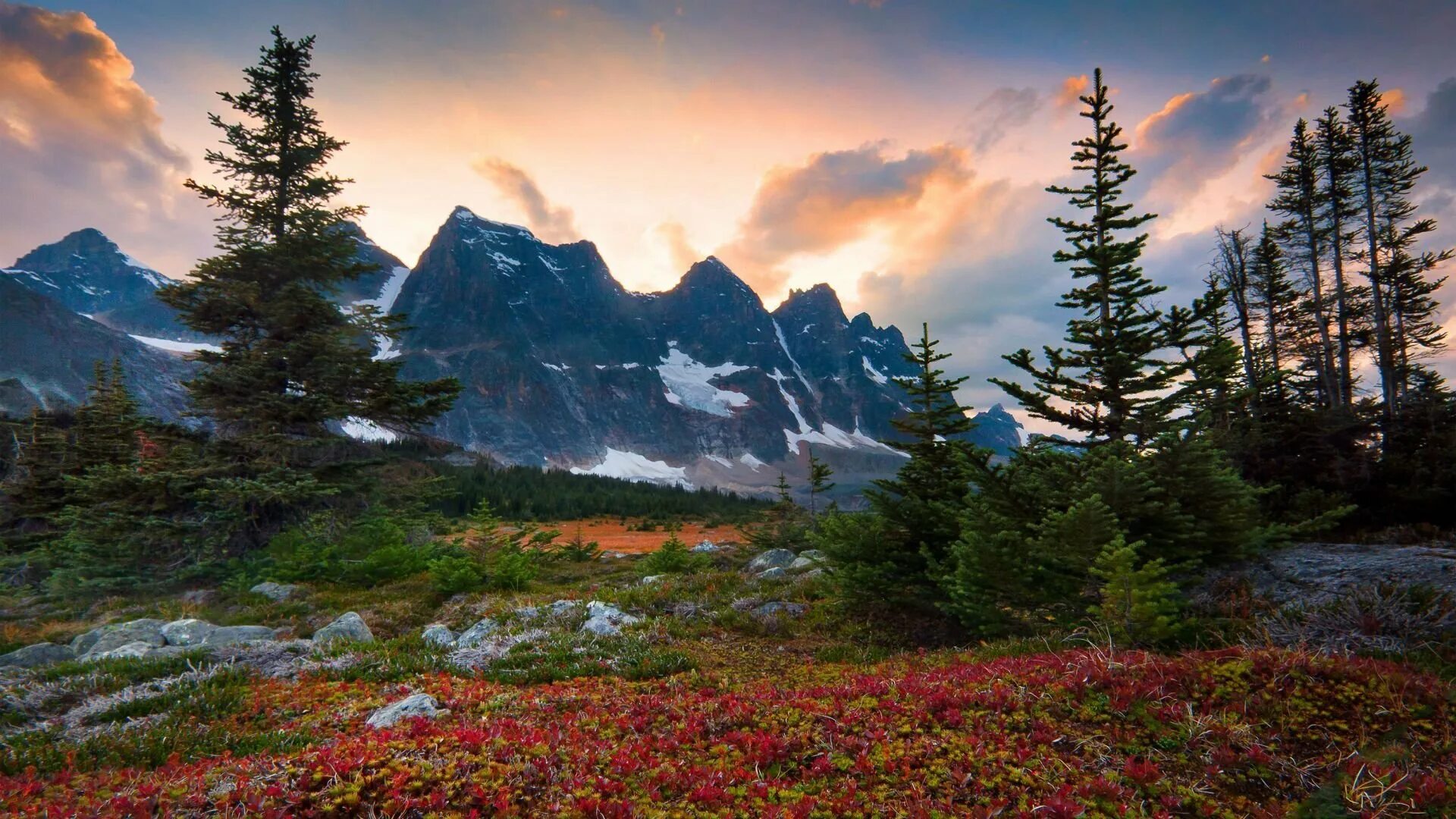 Фото. Фотограф Кевин МАКНИЛ Kevin MCNEAL. Флора Канады. Северная Канада природа. Канада красоты лес.