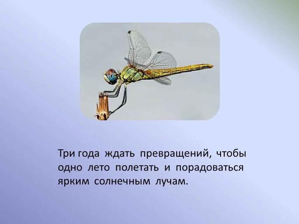Для того чтобы превратиться