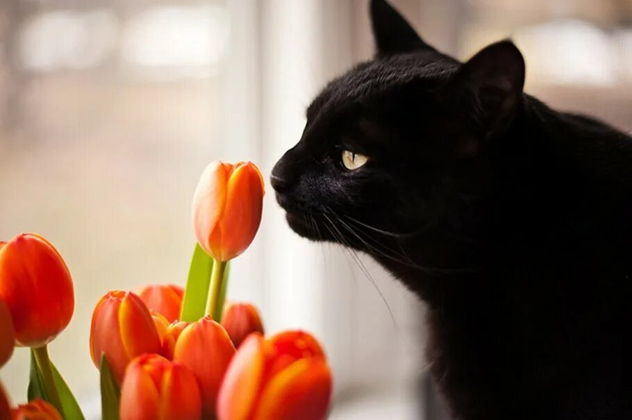 Котик с тюльпанами. Кошка с тюльпанами. Черный кот с цветами. Черные котики с цветами. Черный кот с тюльпанами.