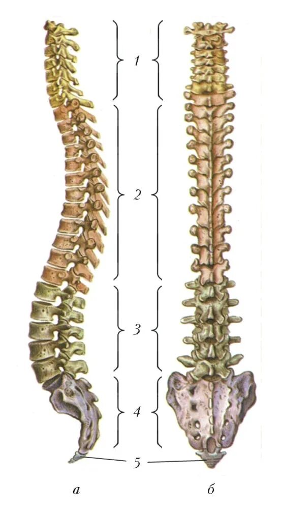 4-6 Отдел позвоночника. 2-3 Поясничный позвонок. 3-4 Отдел позвоночника. Позвоночный столб крестец анатомия. Крестовой отдел позвоночника