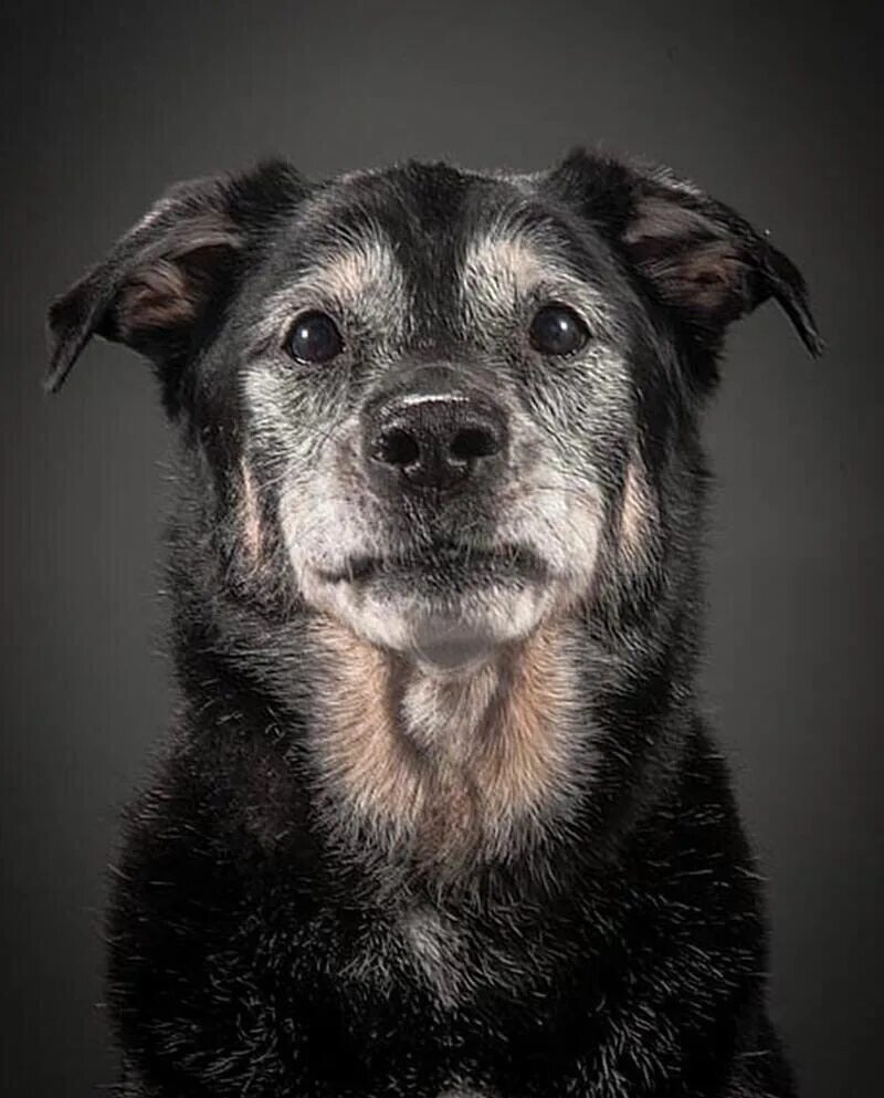 Вео овчарка. Седина у собак. Старая собака. Пожилая собака. Старая собака.