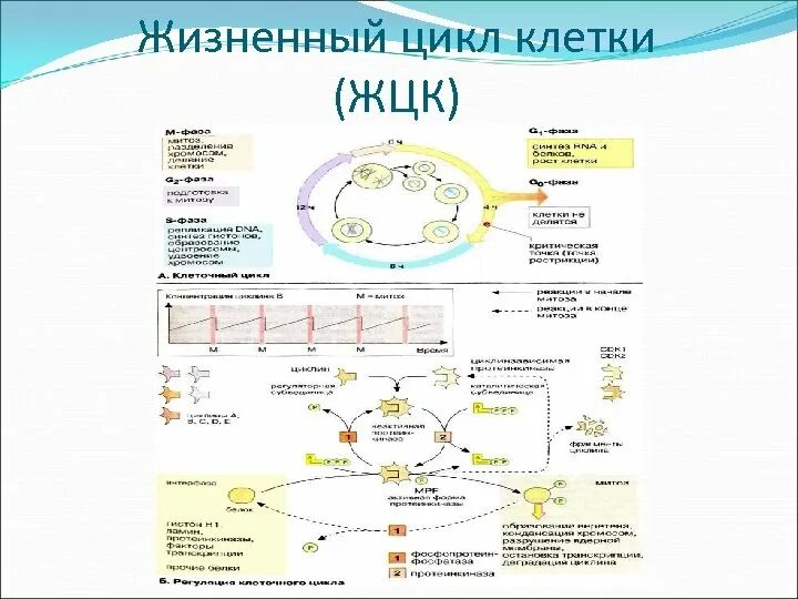 Этапы жизненного цикла клетки таблица. Жизненный цикл клетки таблица r1 r2. жизненный цикл клеток, способных к делению, состоит из:. характеристика этапов жизненного цикла клетки таблица.