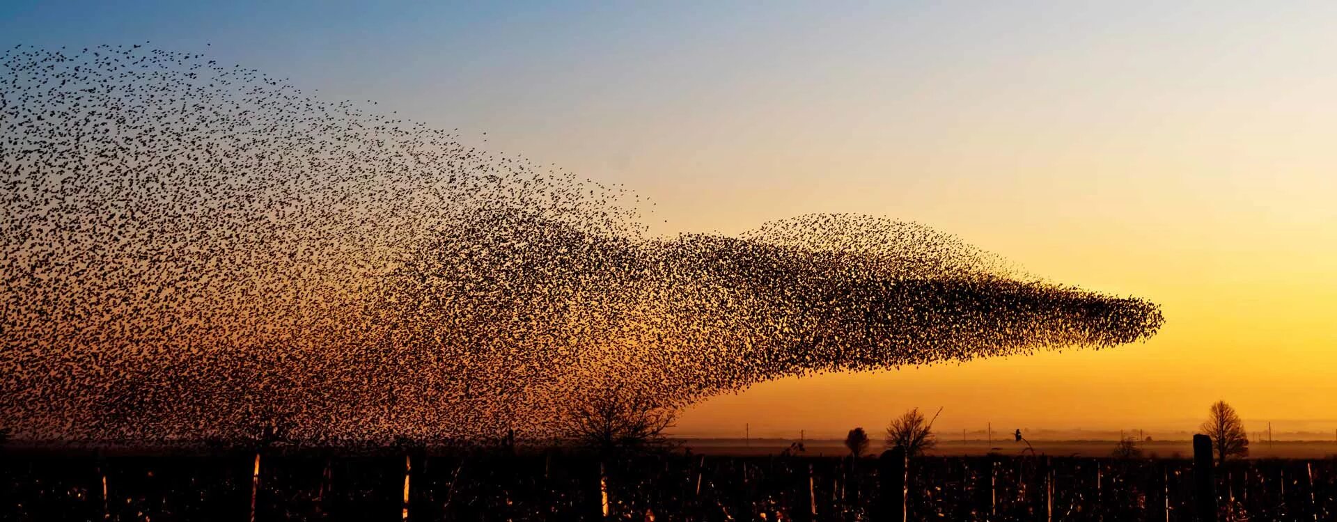 Particle swarm optimization. Swar. коллективный разум у пчёл. птицы particles.