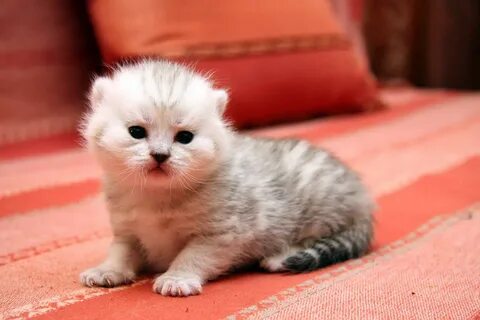 Маленький милый котик