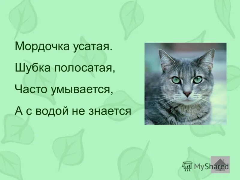 Часто умывается а с водой не знается. Мордочка усатая шубка полосатая часто умывается а с водой не знается. Мордочка усатая шубка. Мордочка усатая шубка полосатая загадка.