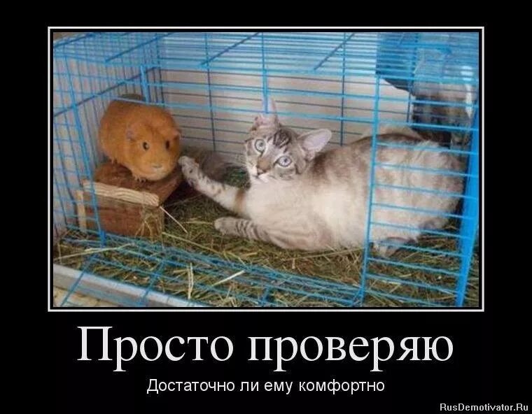 Проверить шутку