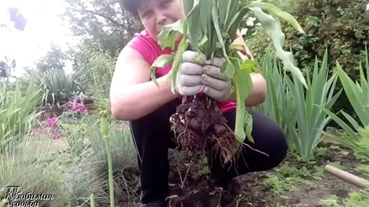 Пересаживать ли. Выкопка тюльпанов. Выкапываем тюльпаны после цветения. Выкопка отцветших тюльпанов. Пересаживание тюльпанов.