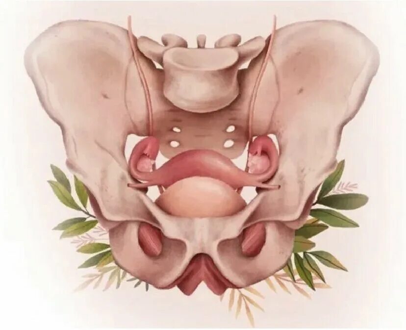 Тазовое дно. Мышцы женского таза. Анатомия женского таза мышцы. Дисфункция мышц тазового дна. Тазовая дисфункция
