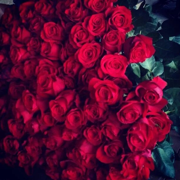 Flowers instagram, Beautiful flowers, Pretty flowers