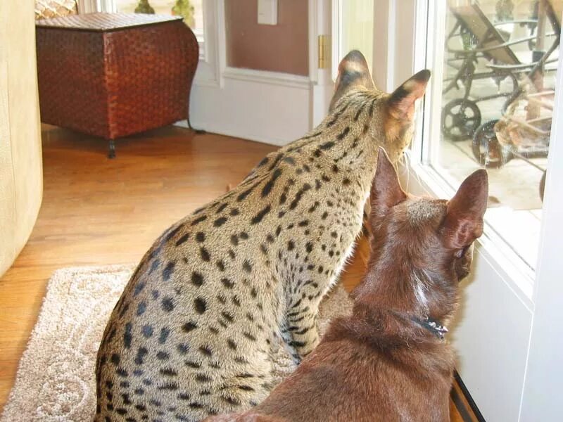 Большие породы кошек цена. Мейн кун Ашера. Саванна кошка. Ашера (кошка). Ашера Ашера кошка.