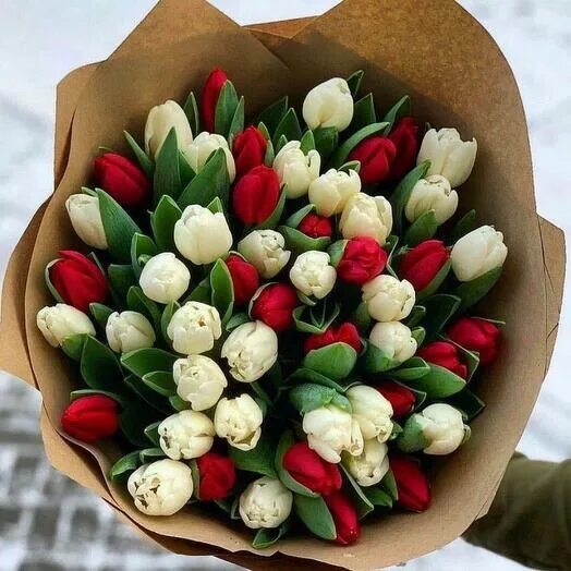 Тюльпан myflowersmoscow, цвет красный, белый, 101 шт купить по выгодной цене в и