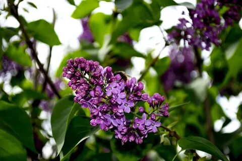 Сирень латинское название