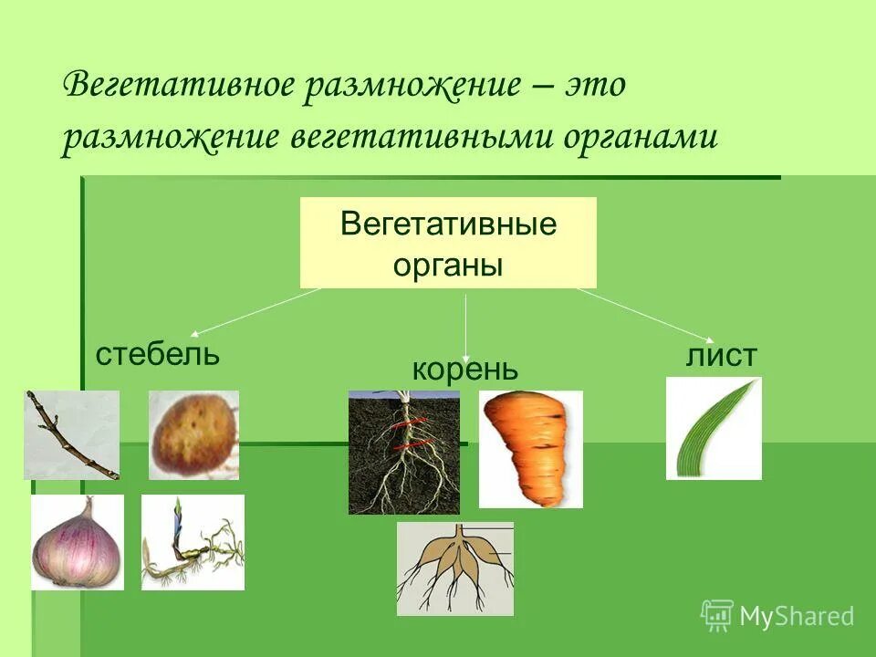 Лист это вегетативный