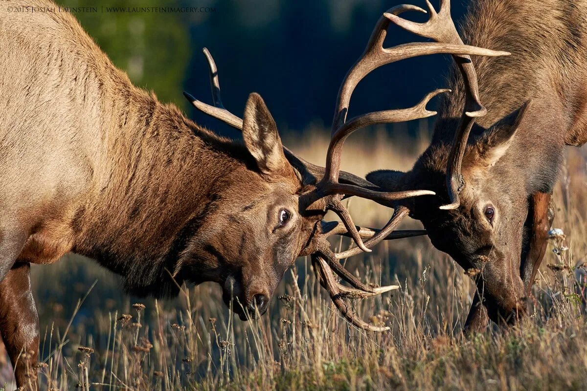 Wildlife ответы. Дикая природа Канады. Фотоохота на животных в дикой природе. Любители дикой природы. День дикой природы в США.