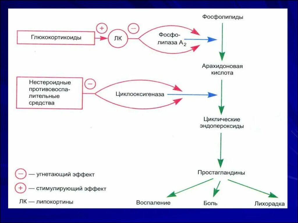 Выберите гормон глюкокортикоид. Механизм действия глюкокортикоидов схема. механизм действия нормотимиков. механизм действия глюкокортикоидов биохимия. липокортин механизм действия.
