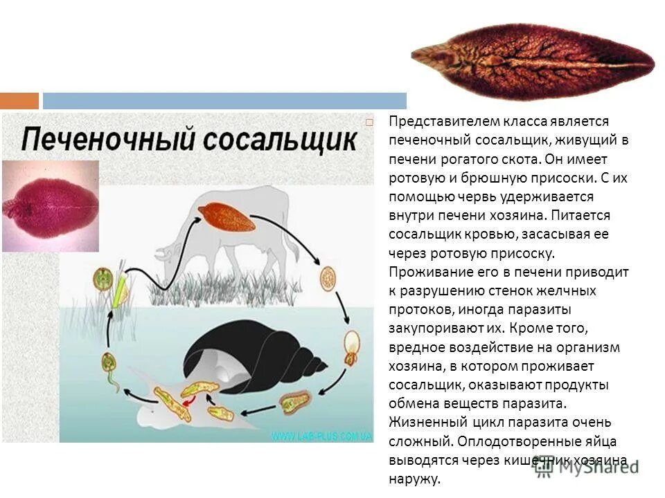 печеночный сосальщик способ заражения. червь печеночный сосальщик. черви-сосальщики – трематоды. класс сосальщики объединяет паразитических червей. печеночный сосальщик локализация у человека.