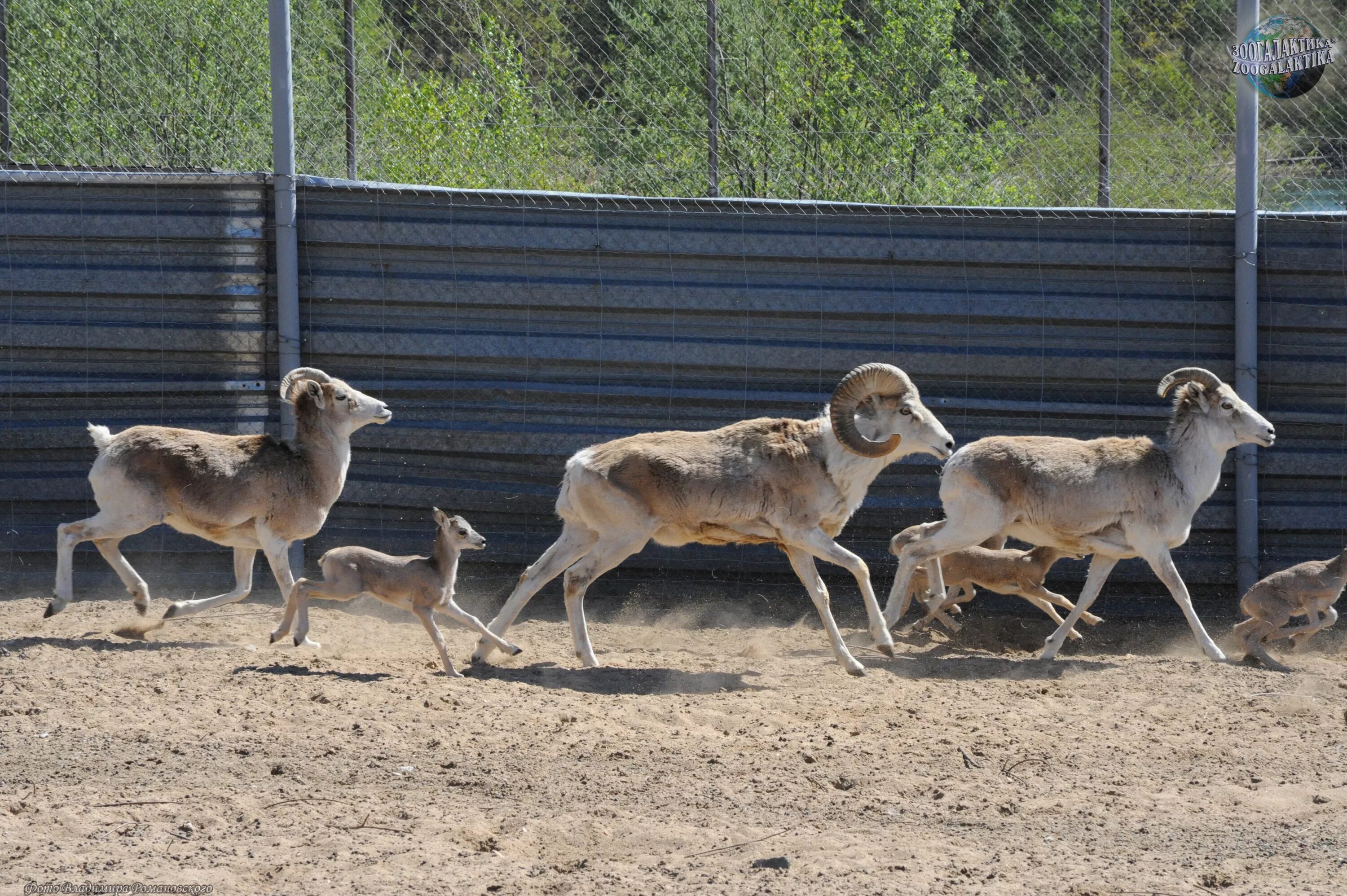 Памирский Архар Марко поло. Marco Polo Sheep. Горный баран Марко поло. Козёл Марко поло.