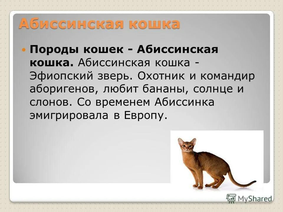 Текст описание кошки 2 класс. Породы кошек Абиссинская кошка характер. Абиссинская кошка рассказ. Сообщение о Абиссинской кошке. Абиссинская кошка описание.