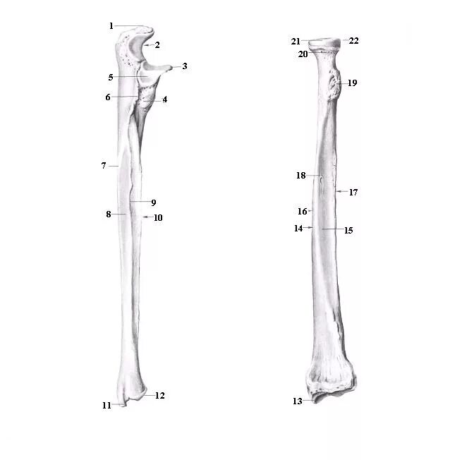 Основные элементы строения лучевой кости. Лучевая кость анатомия строение. Борозда локтевого нерва плечевой кости. Строение локтевой кости анатомия. Локтевая кость анатомия человека.