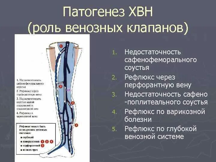 Перфорантные вены голени анатомия. Клапан сафено феморального соустья. Вены нижней конечности анатомия. Перфорантные вены нижних конечностей.