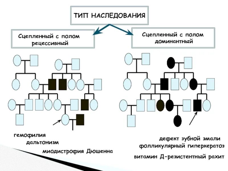 У сцепленный рецессивный тип наследования. Наследование признаков сцепленных с полом гемофилия. Y сцепленный рецессивный тип наследования. Сцепленное наследование признаков генетика. Х сцепленное с полом.