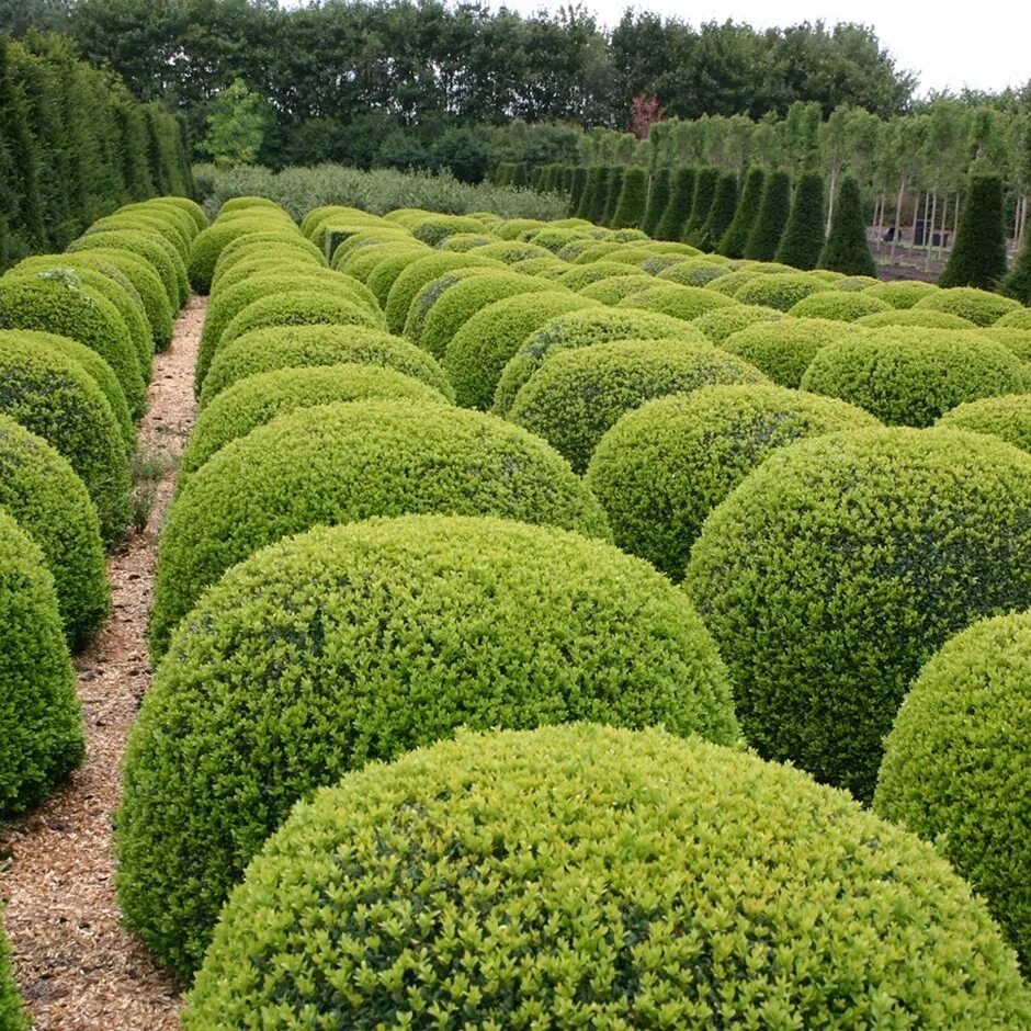 Самшит вечнозеленый купить фото и описание. Самшит Буксус. Buxus sempervirens изгородь. Buxus sempervirens самшит. Самшит — Buxus colchica.