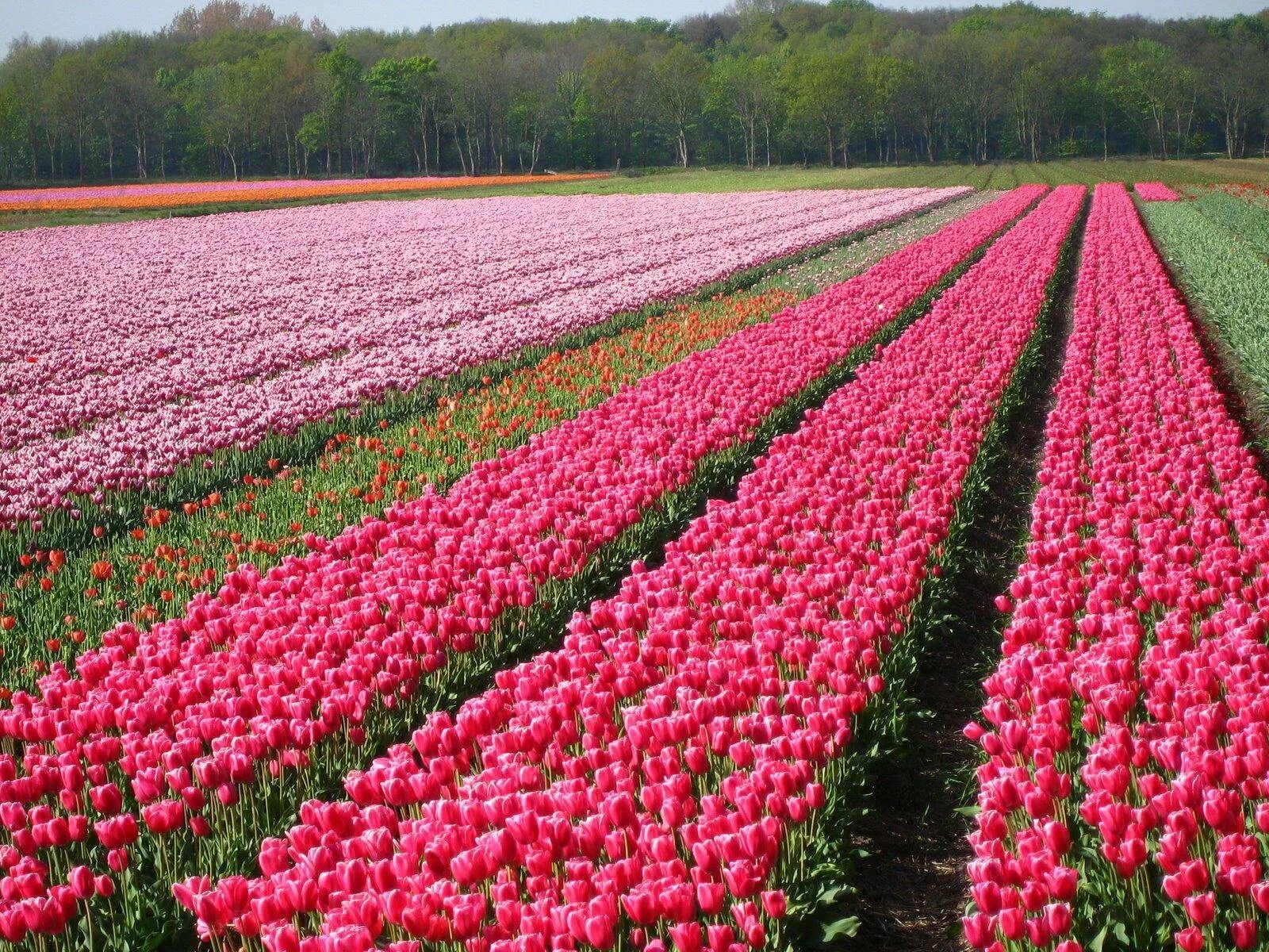 Где тюльпановые поля. Тюльпановые плантации в Голландии. Плантации кустовой розы Голландия. Тюльпановые поля в Голландии.
