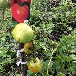 Томат батяня характеристика отзывы урожайность