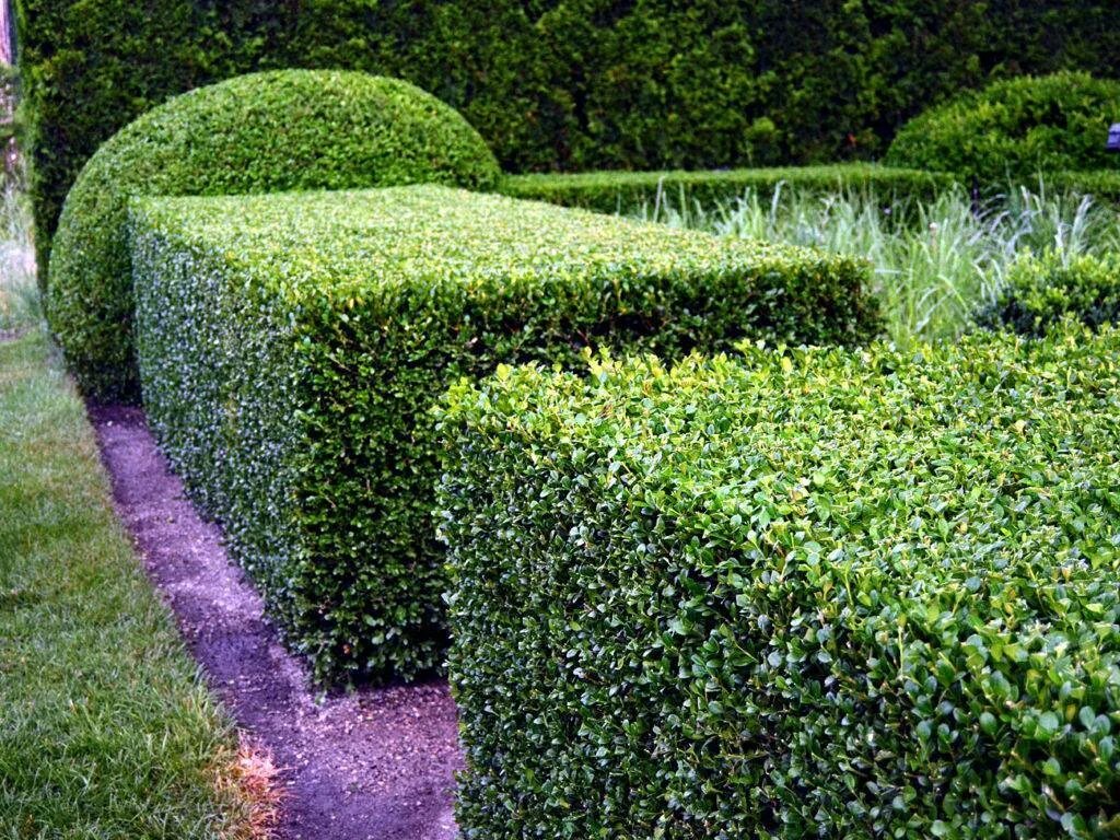 Что такое вечнозеленый контент. Самшит вечнозеленый Живая изгородь. Buxus sempervirens изгородь. Самшит Буксус Живая изгородь. Самшит вечнозеленый Buxus sempervirens семена.