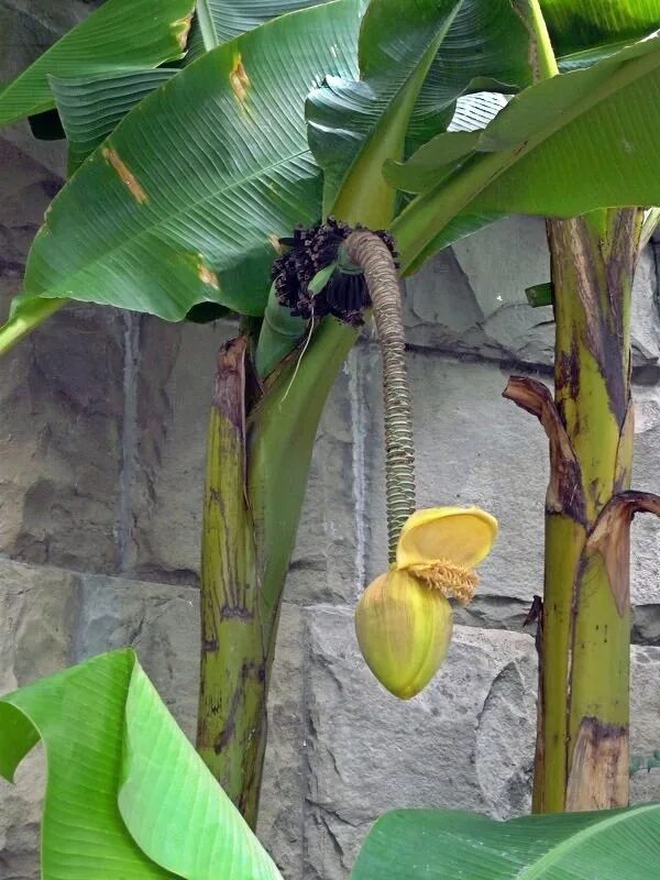 Банановая Пальма цветение. Банановая Пальма семена. Банан комнатное растение. Банан домашний.