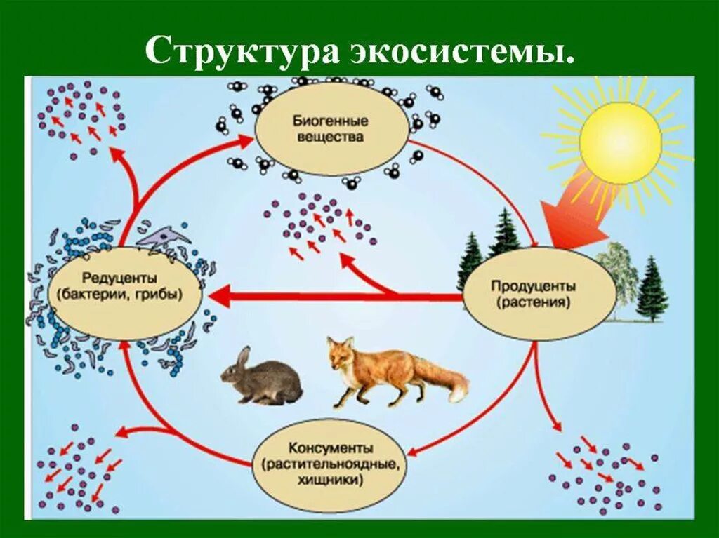 Экосистема биогеоценоз структура экосистемы. Схема круговорота веществ 5 класс биология. Структура экосистемы схема 11 класс биология. Экологическая структура экосистемы продуценты.