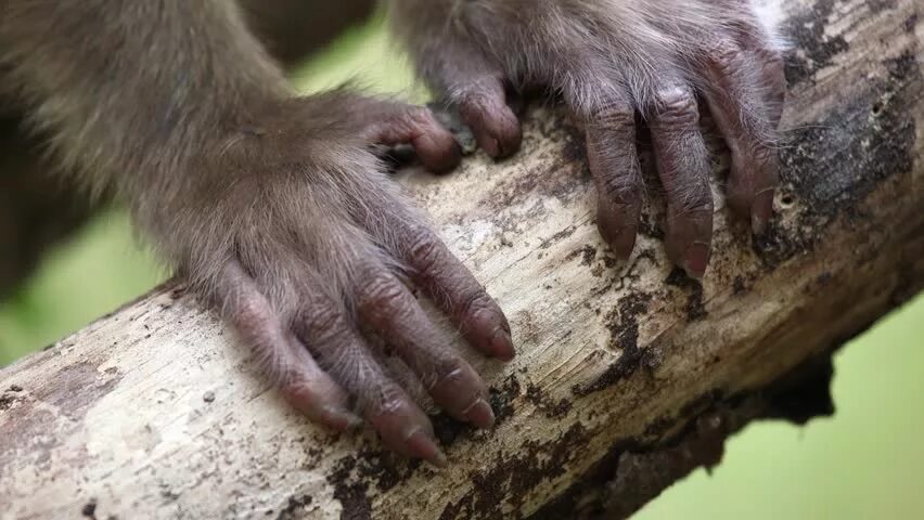 Ногти обезьяны. Ногти шимпанзе.