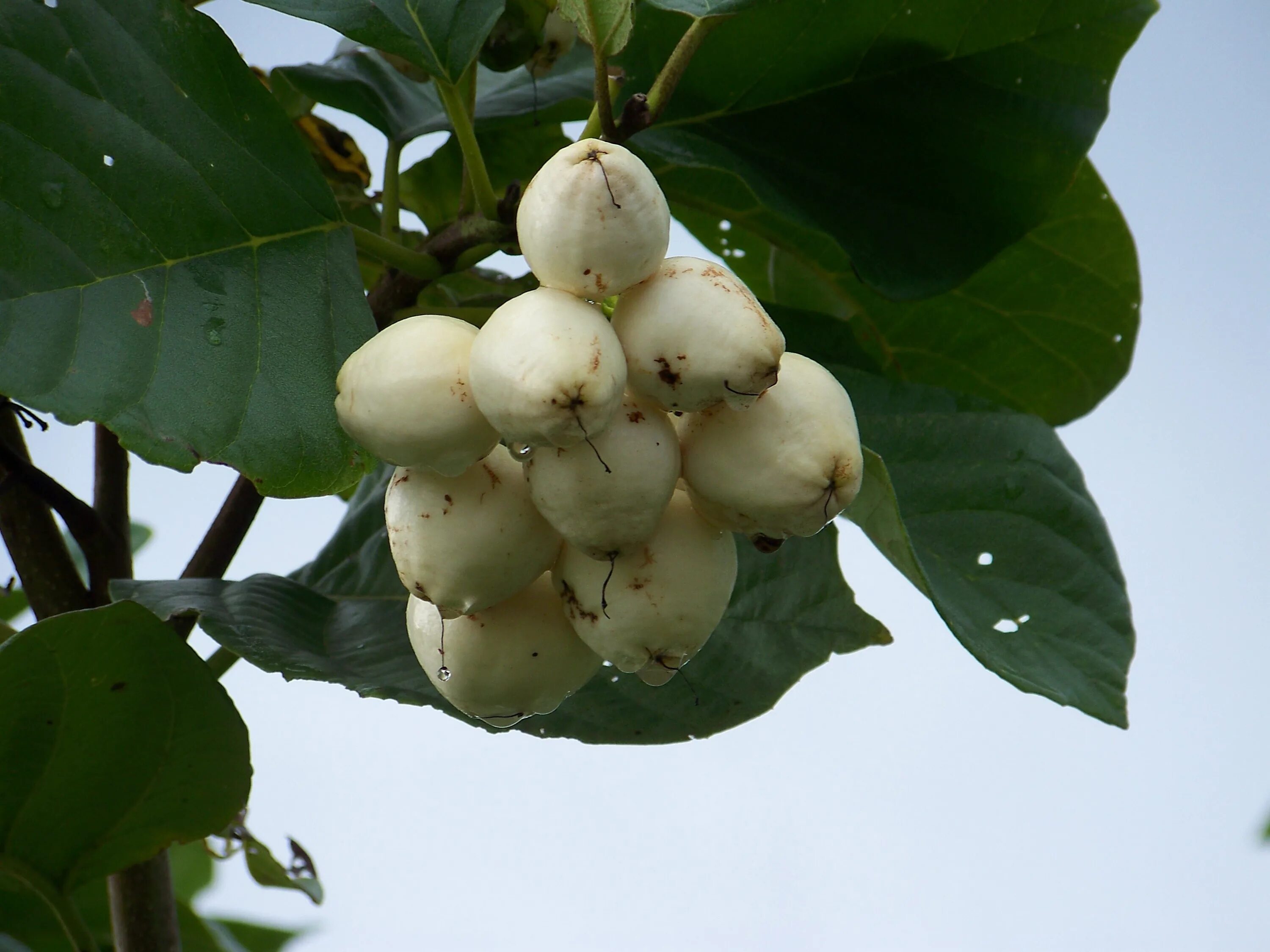 Какие фрукты белые. Coccoloba uvifera. Coccoloba gigantifolia. Кокколоба ягодоносная. Белый фрукт.