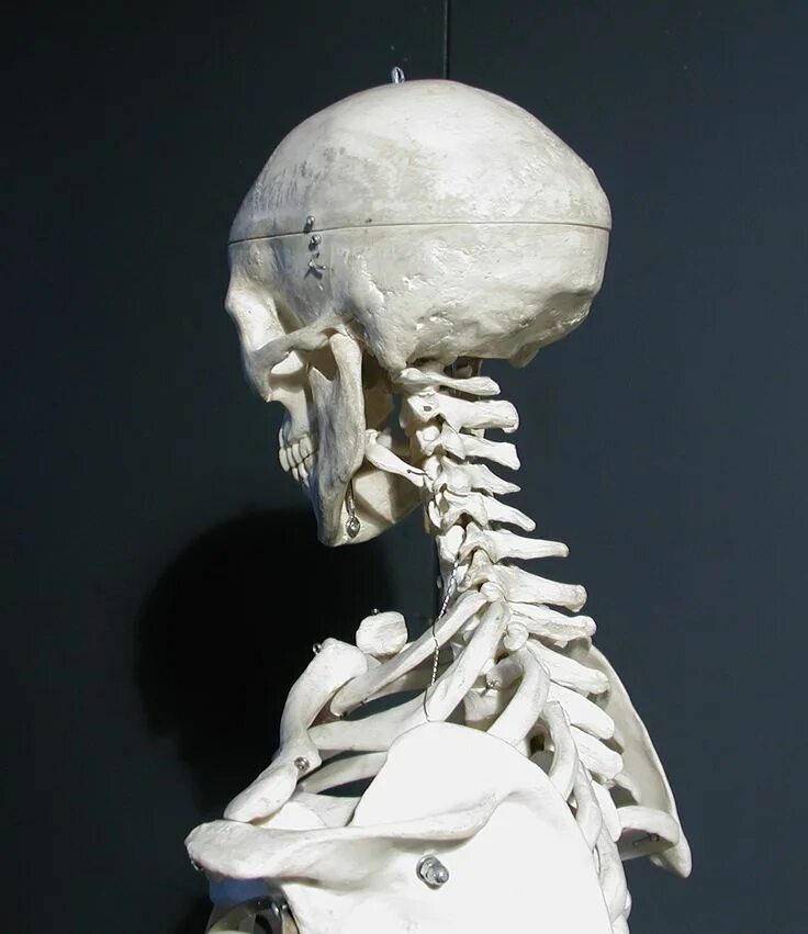 Bones звонок. Скелет референс 3.4. Череп 3в анатомия. Скелет головы.