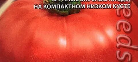 Красный петух томат описание отзывы