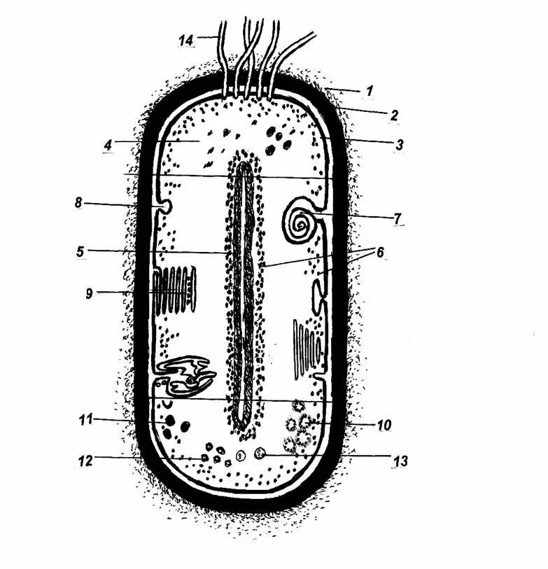 Строение клетки бактерии рисунок. Прокариотическая бактериальная клетка строение. Строение бактериальной клетки рисунок. Прокариотическая клетка bacteria. Схема строения бактериальной клетки.
