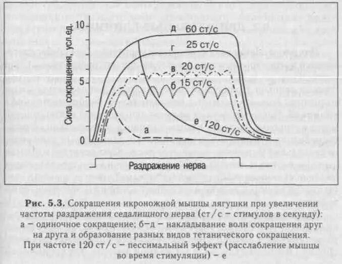 Амплитуда мышечного напряжения. Виды мышечного сокращения в зависимости от частоты раздражения. сокращение мышцы при разной частоте раздражения. виды мышечных сокращений в зависимости от частоты стимуляции. зависимость сокращения мышцы от частоты раздражения.