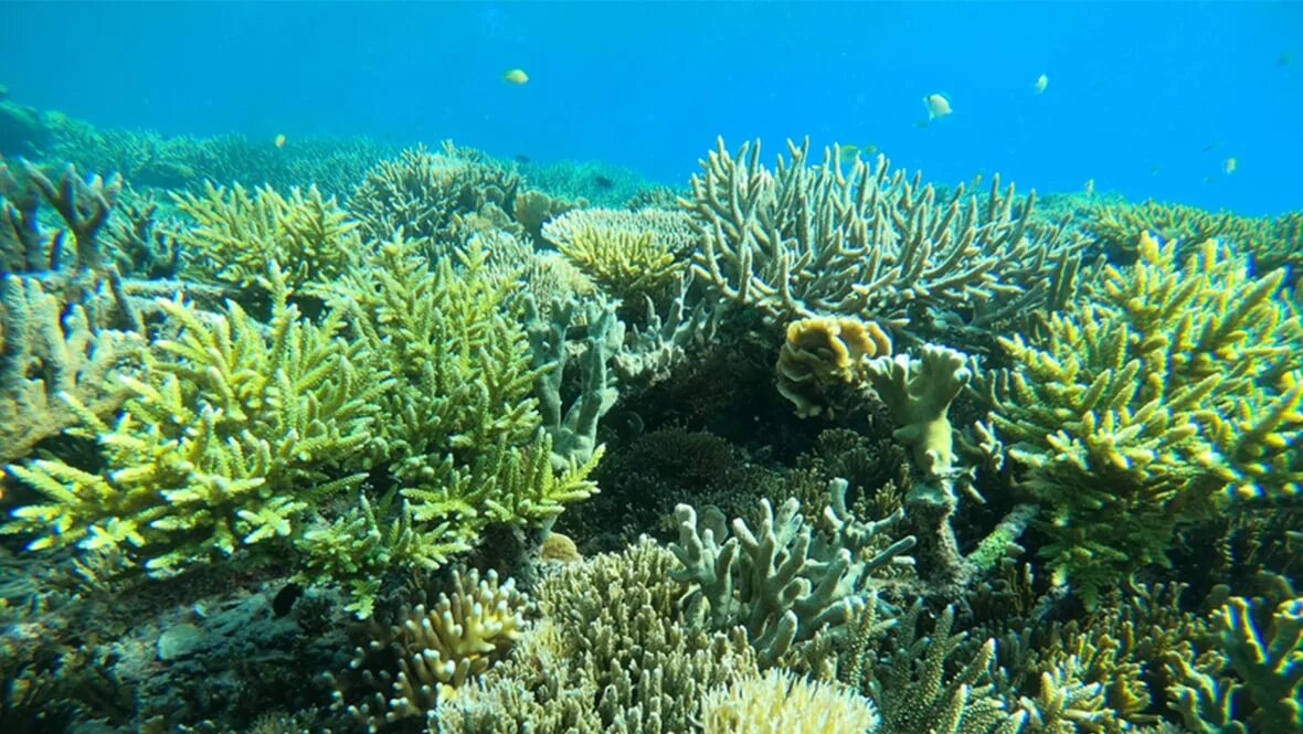 Экосистема кораллового рифа. Коралловый риф. Коралловый риф красивые фото. Корал sringopora. Sheba и восстановление коралловых рифов.
