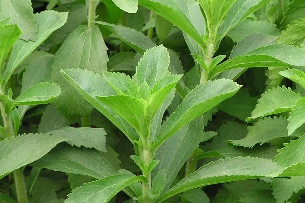 Stevia rebaudiana растение. Stevia rebaudiana Bertoni. Стевия rebaudiana медовая. Стевия усимлиги.