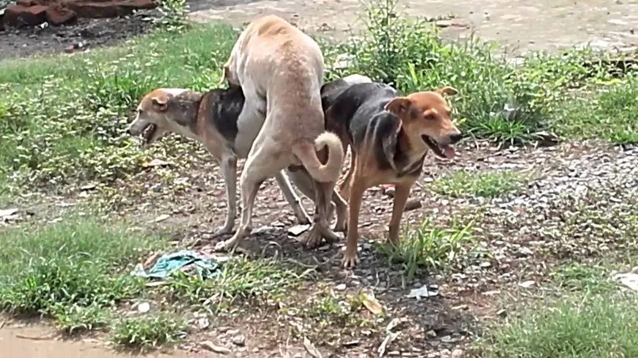 Бачу собачью