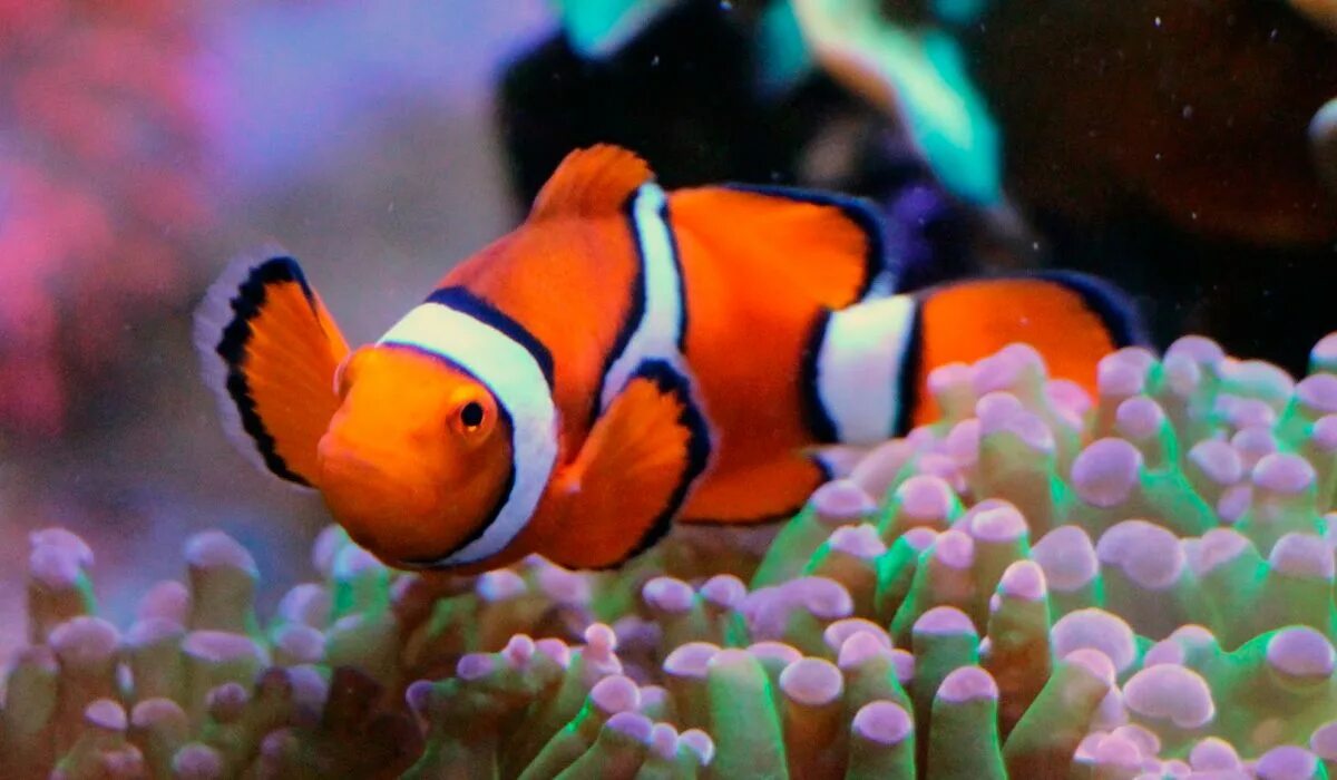 Друг рыбы клоуна. Рыбка клоун ацилярия. Немо рыбка аквариумная. Рыба клоун полосатая аквариумная. Рыба клоун самка.