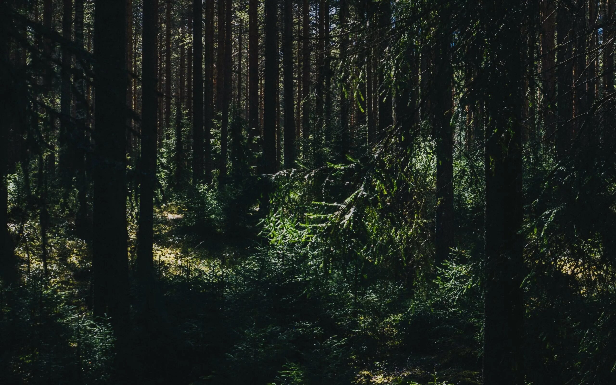 Темный хвойный лес. Темный еловый лес. Эстетика леса. Темно зеленый лес. Темно хвойный