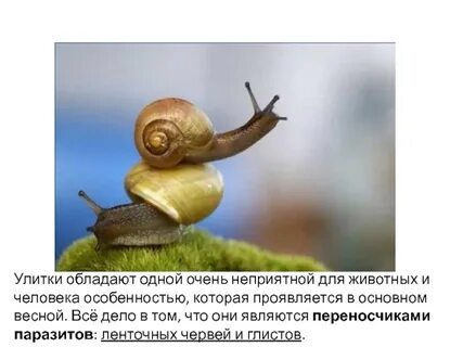 Заходит улитка говорит