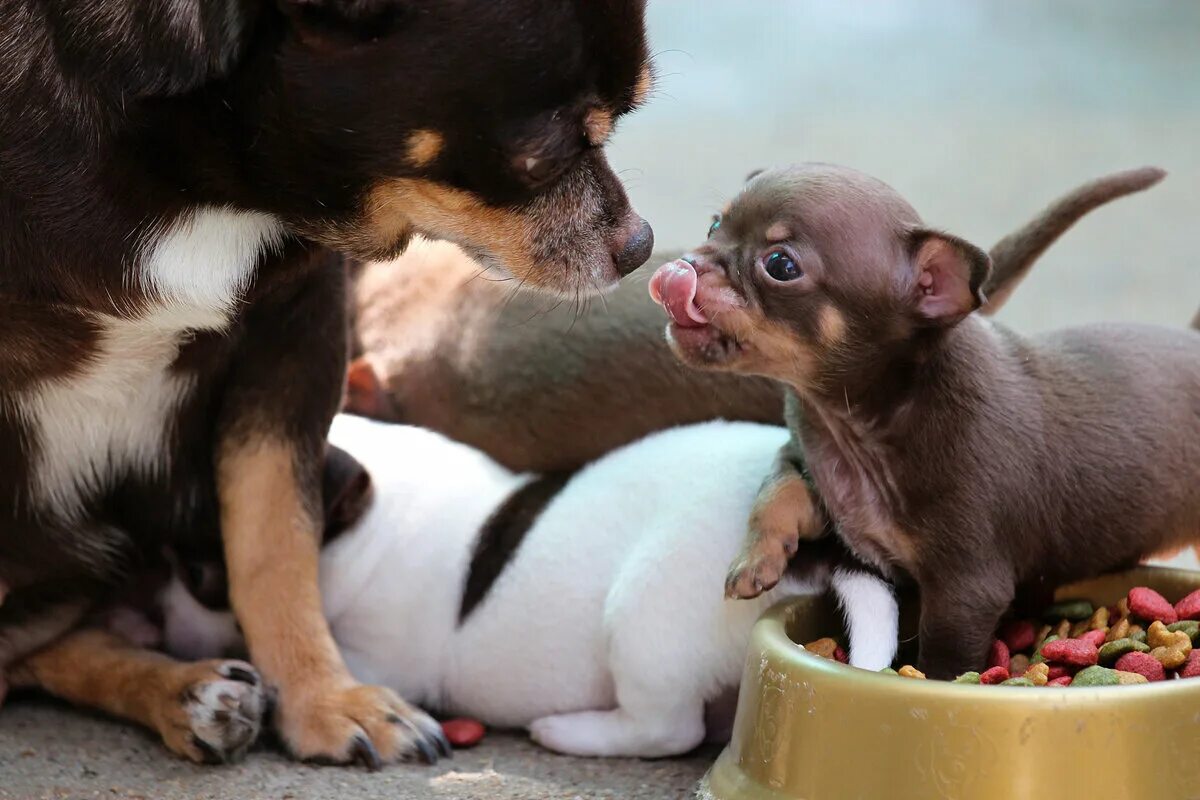 Как заботиться о маленьких. Чихуахуа Пуппи. Новорожденные щенки чихуахуа. Про маленького щенка. Мелкие домашние животные.