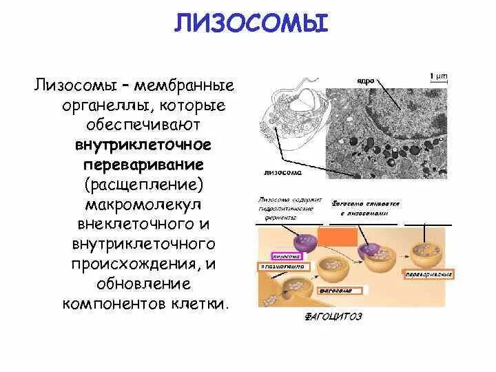 Размеры лизосом. Строение структура лизосомы. Лизосома функции органоида. Мембранные органеллы клетки (лизосомы, строение и функции). Роль лизосом